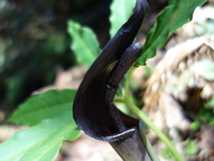 Arisaema ilanense