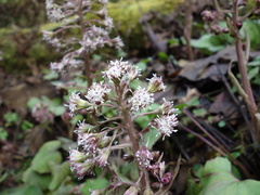 Petasites formosanus