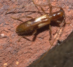Heterachthes quadrimaculatus