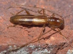 Heterachthes quadrimaculatus