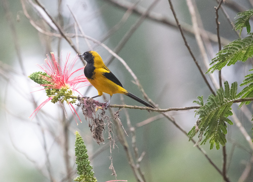 Black-cowled Oriole (Icterus prosthemelas), photo 9