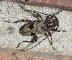 Graphisurus triangulifer