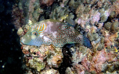 Canthigaster amboinensis