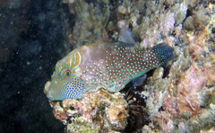 Canthigaster amboinensis