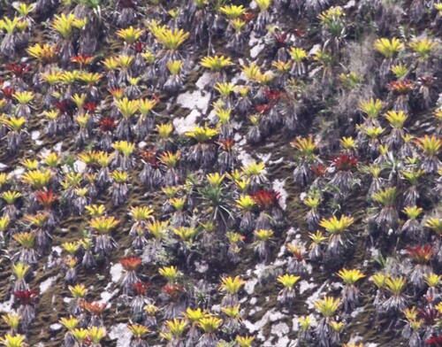 Tillandsia machupicchuensis, photograph 1