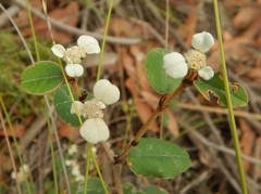 Spyridium thymifolium