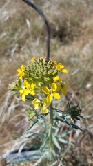 Erysimum capitatum capitatum