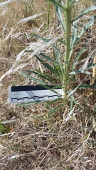 Erysimum capitatum capitatum