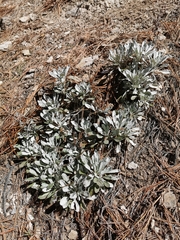 Packera candidissima