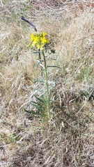 Erysimum capitatum capitatum