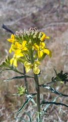 Erysimum capitatum capitatum