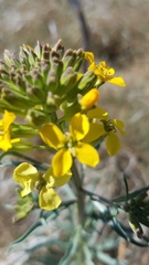 Erysimum capitatum capitatum