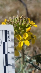 Erysimum capitatum capitatum