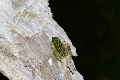 Amolops larutensis observed 2026-03-11
