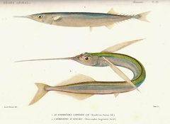 Ribbon Halfbeak photo 3
