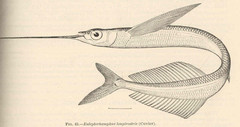 Ribbon Halfbeak photo 4