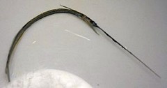 Ribbon Halfbeak photo 5