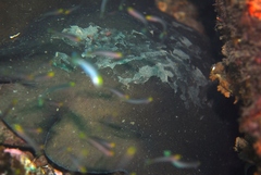 Urolophus orarius