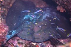 Urolophus orarius