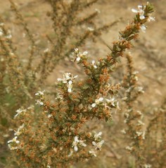 Olearia ramulosa
