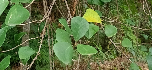 Image of Ficus triangularis by (c) Ong Jyh Seng, some rights reserved (CC BY-SA)