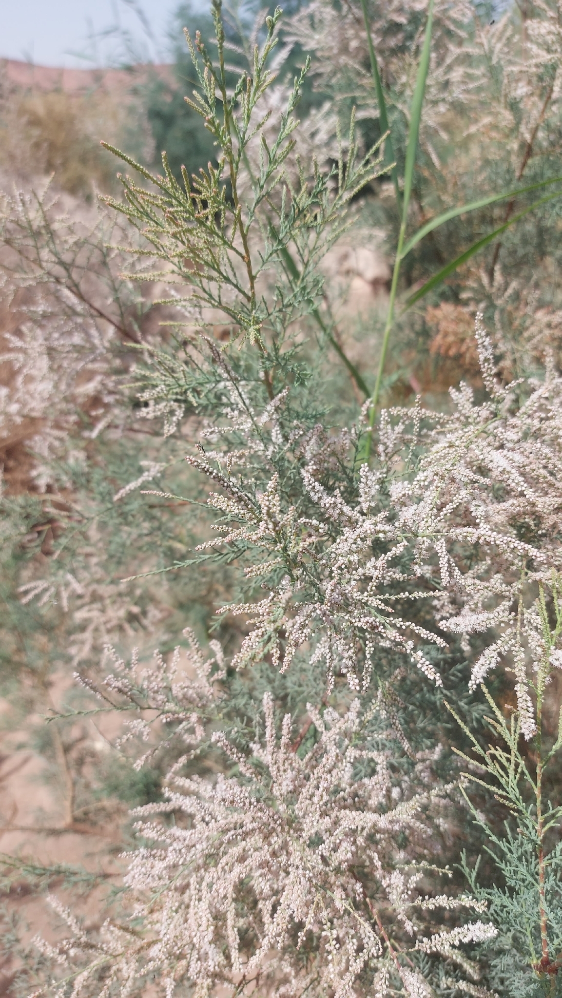 Nile tamarisk