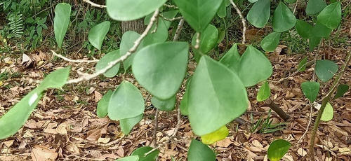 Image of Ficus triangularis by (c) Ong Jyh Seng, some rights reserved (CC BY-SA)