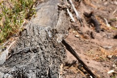 Ctenophorus modestus