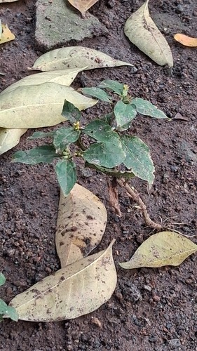 Synedrella nodiflora