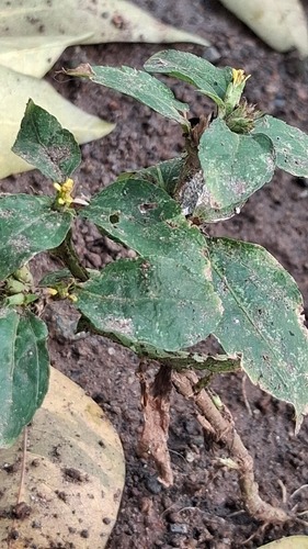 Synedrella nodiflora
