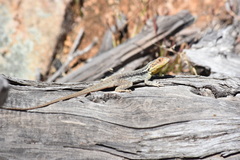 Ctenophorus modestus