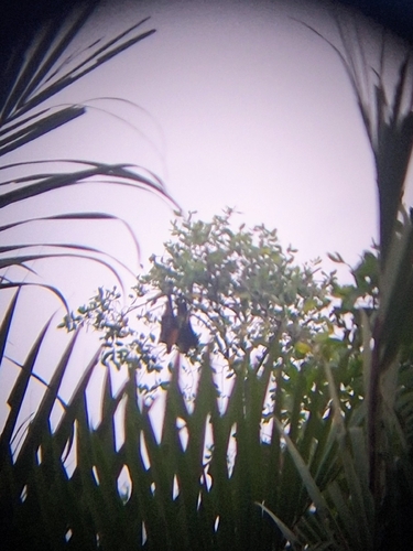 Large Flying-fox