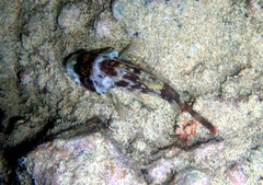 Sebastapistes coniorta