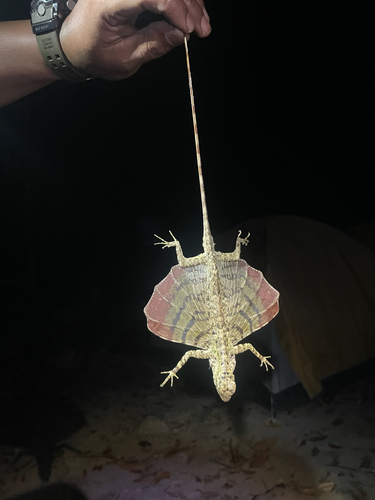 Draco taeniopterus, 2026-03-22