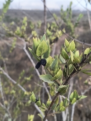 Monttea chilensis