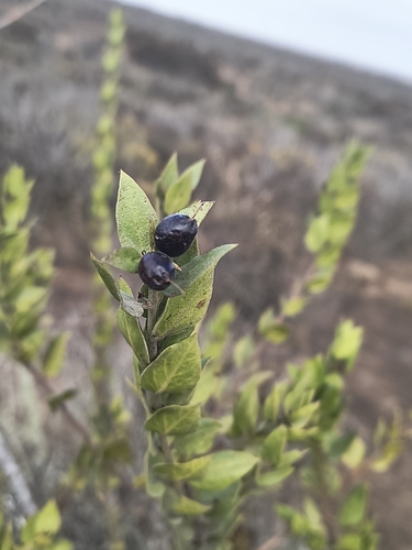 Monttea chilensis, photograph 2