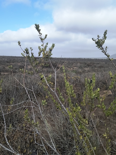 Monttea chilensis, photograph 3