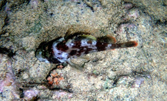 Sebastapistes coniorta