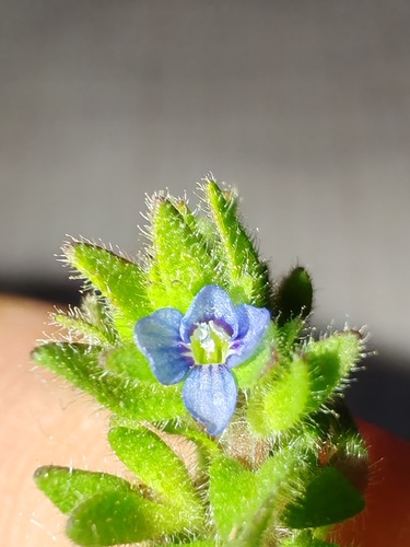 corn speedwell