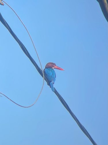 White-throated Kingfisher