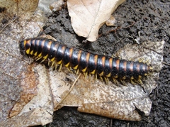 Rudiloria