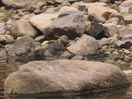 Plumbeous Water Redstart