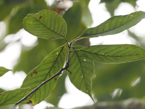 ring-cupped oak