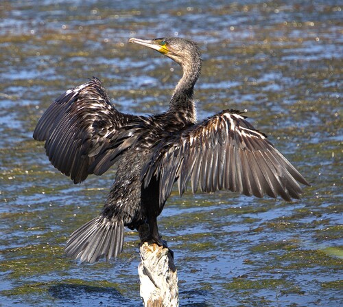 iNaturalist: (c) Nick Leggatt, some rights reserved (CC BY-NC), uploaded by Nick Leggatt iNaturalist image