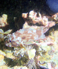 Sebastapistes coniorta