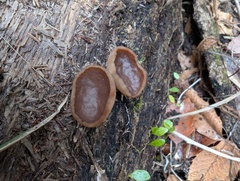 Neogyromitra japonica