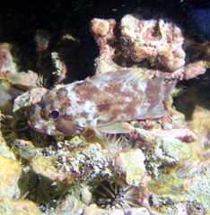 Sebastapistes coniorta