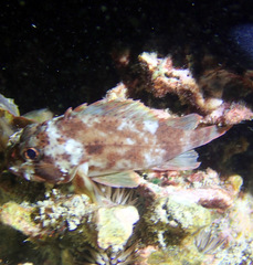 Sebastapistes coniorta