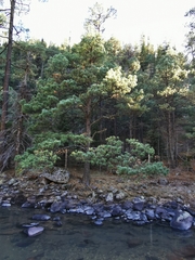 Pinus cooperi