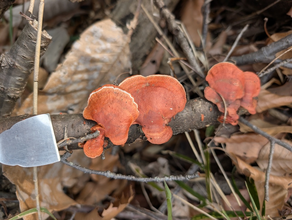 Trametes coccinea · March 2026 · photo: © atsushi_nakajima_cirque (iNaturalist, cc-by)